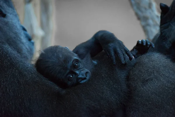 Le bébé gorille se trouve dans les genoux de la mère — Photo