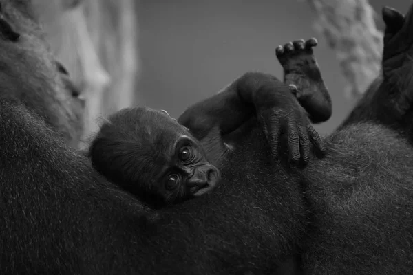 莫诺小猩猩被母亲抱着 — 图库照片