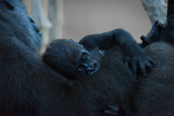 Baby gorilla held in arms of mother — Stock Photo, Image