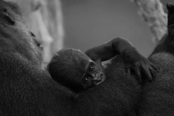 Mono bébé gorille sur bras de la mère — Photo