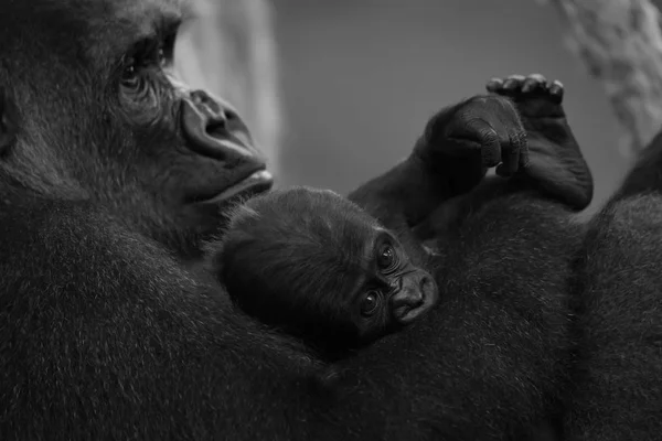 Моно детеныш гориллы в руках матери — стоковое фото