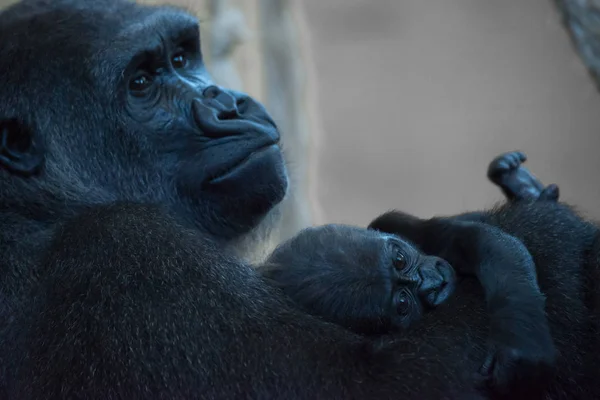 Ребенок гориллы лежит на руках у матери — стоковое фото