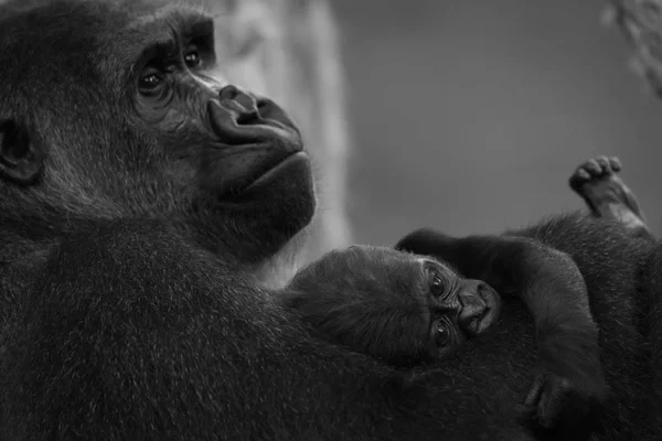Детеныш гориллы на руках матери — стоковое фото