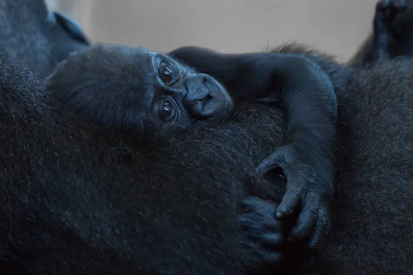 Bébé gorille couché dans les bras de mère — Photo