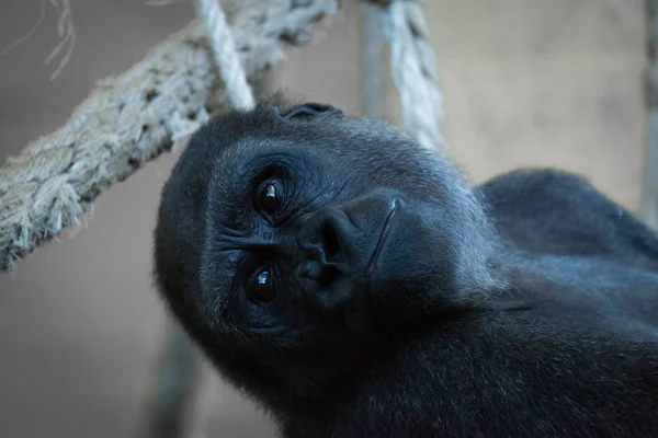 Gros plan de la tête de gorille dans un hamac à corde — Photo