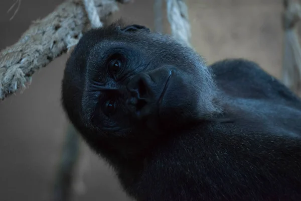 Close-up of gorilla lying back in hammock — Stock Photo, Image