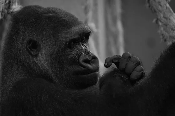 Mono gros plan de la tête et des mains de gorille — Photo