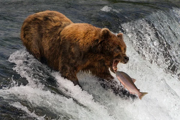 Oso a punto de atrapar salmón en la boca — Foto de Stock