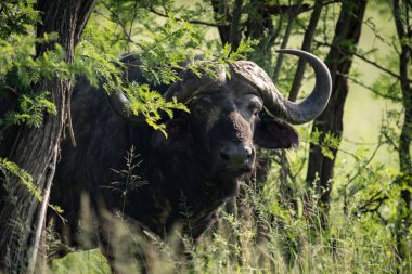 Cape buffalo ağaçlar kameradan bakıyorsun