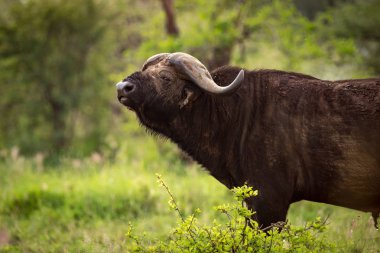 Cape buffalo kafası çimenli takas kaldırdı.