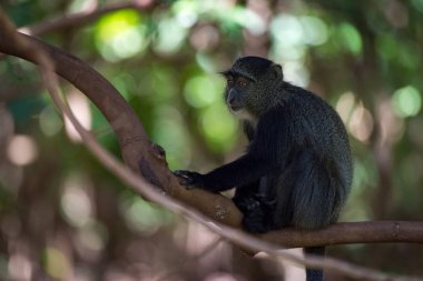 Mavi maymun şube gölgede oturup...