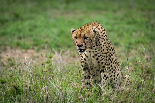 Cheetah ze spuszczoną głową, patrząc na użytki zielone — Zdjęcie stockowe