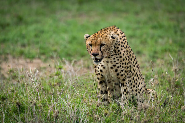 Cheetah with lowered head staring over grassland