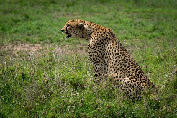 Cheetah olha para a frente sentado na planície gramada — Fotografia de Stock