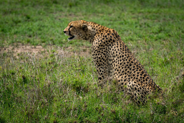 Cheetah stares ahead sitting on grassy plain
