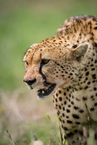 Cheetah standing in grass with mouth open