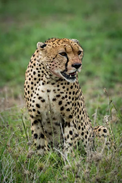 Cheetah sentado con la cabeza vuelta en los pastizales —  Fotos de Stock