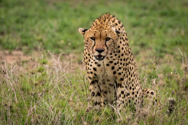 Cheetah sitting in tall grass looking down — Stock Photo, Image