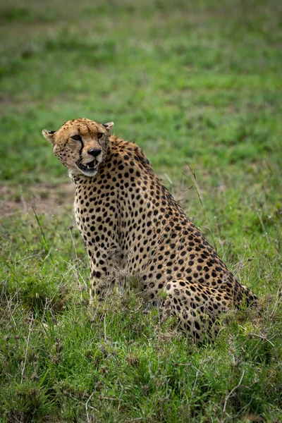 Cheetah sitting in grassy plain turning head — Stock Photo, Image