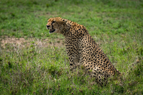 Cheetah sitting in grassy plain staring ahead