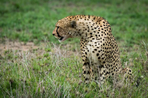 Cheetah sentado e esticando lateralmente em pastagens — Fotografia de Stock