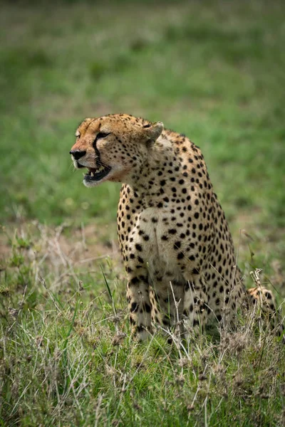 Cheetah sitting in grass with mouth open — Stock Photo, Image