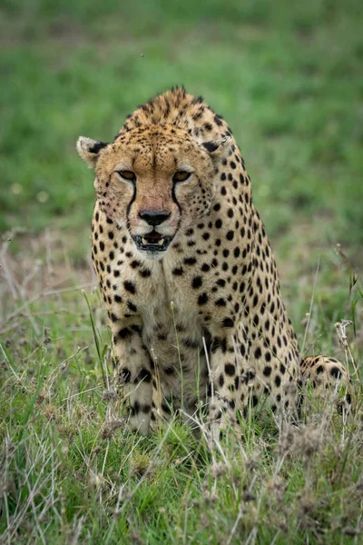 Gepard sitzt und lehnt sich nach vorne auf Grasland — Stockfoto