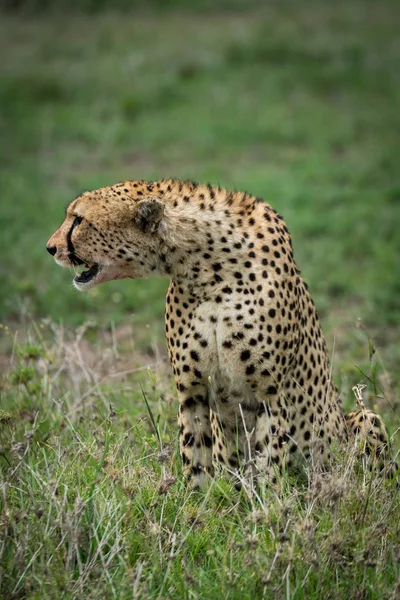Cheetah sentado e inclinado para os lados em pastagens — Fotografia de Stock