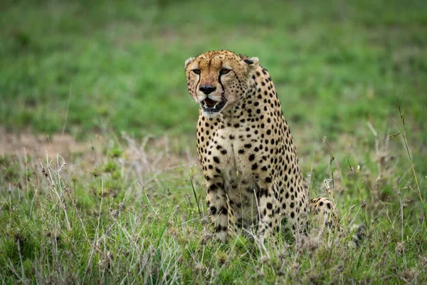 Cheetah se senta olhando para a frente em prados exuberantes — Fotografia de Stock