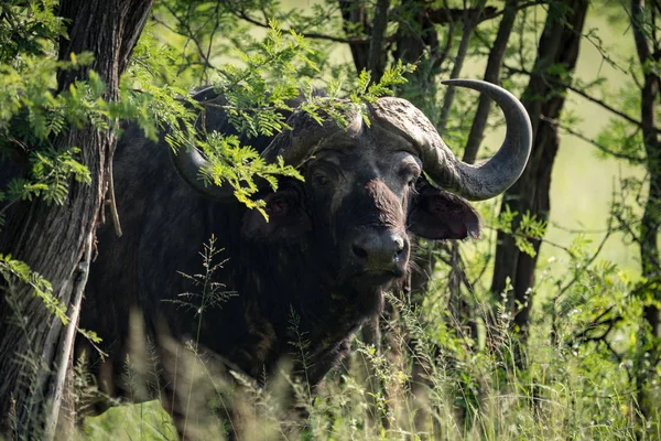 Cape buffalo zíral na kameru ze stromů — Stock fotografie