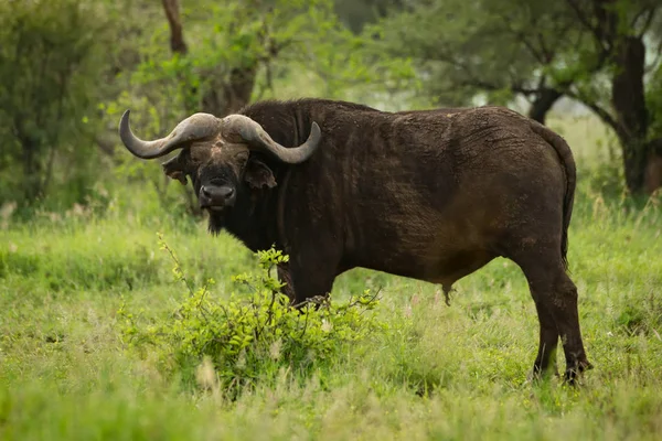 Cape buffle face à la caméra dans la clairière herbeuse — Photo