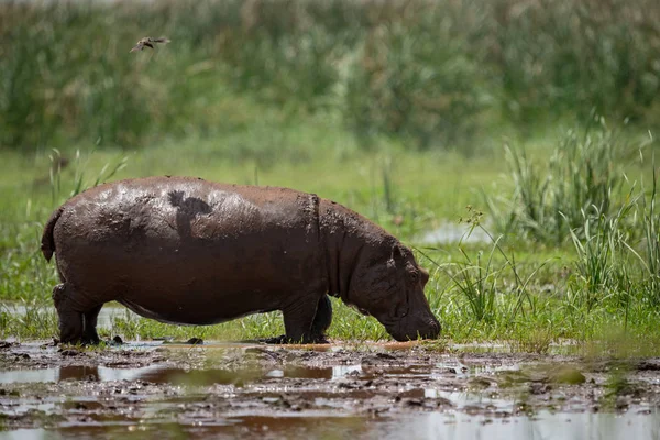 Un oiseau jette de l'ombre sur l'hippopotame dans un marais — Photo