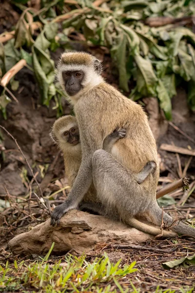 Baby vervet monkey med mamma på rock — Stockfoto