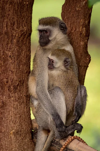 Baby vervet monkey med mamma inför lämnade — Stockfoto