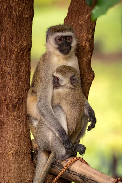 Baby vervet monkey med mor i träd — Stockfoto