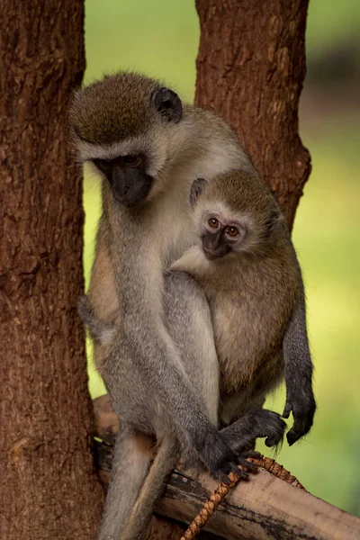 Baby vervet monkey och mor på stolpe — Stockfoto