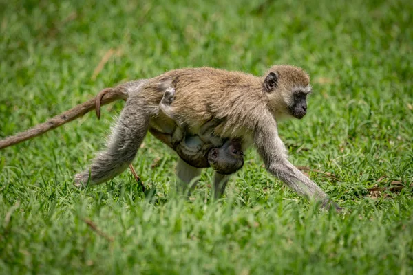 Baby vervet monkey klängande till walking mor — Stockfoto