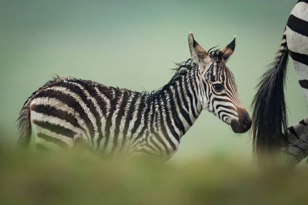 Bebê planícies zebra segue mãe atrás de arbustos — Fotografia de Stock
