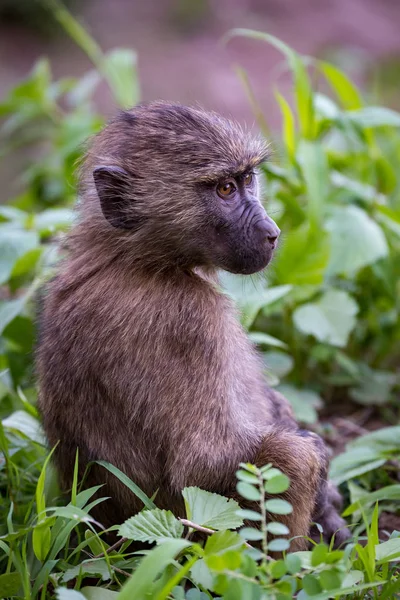 Baby olive baboon staring with mouth closed — Stock Photo, Image