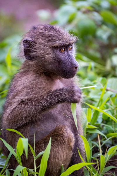 Baby olive baboon holding leaf looks right — Stock Photo, Image