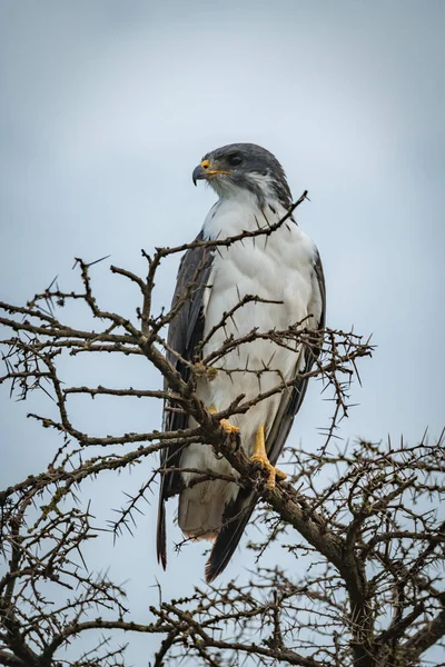 Augur buzzard em árvore espinhosa olha esquerda — Fotografia de Stock