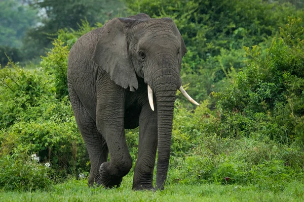 Африканский слон проходит мимо кустов на поляне — стоковое фото