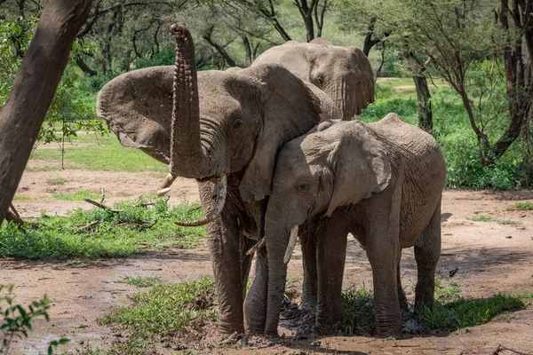 非洲象增加树干在另外二个旁边 — 图库照片