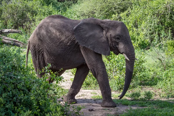 Elefante africano cruza despejando desde detrás del arbusto —  Fotos de Stock