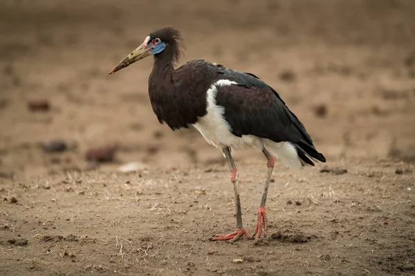 Abdim stork walks right-to-left across muddy ground — Stock Photo, Image