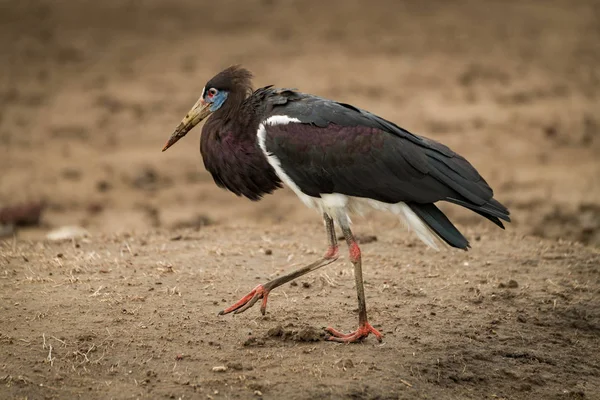 Abdim-gólya keresztezéséből sár emelt láb — Stock Fotó