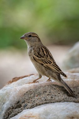 Profilde kayada kadın ev serçe