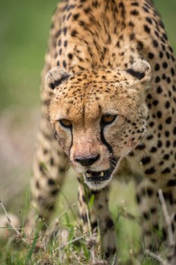 Baş aşağı ile cheetah ayakta Close-Up