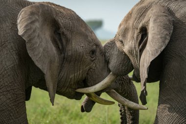 Afrika filleri çayırda mücadele Close-Up