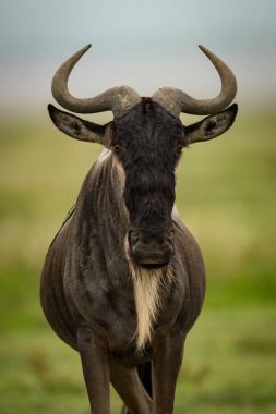 Yakın çekim kamera karşı karşıya beyaz sakallı wildebeest duran